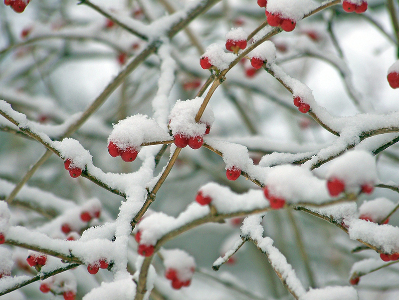 b2bcards corporate christmas eacrd ref:b2b-ecards-berries-frost-colours-722.jpg, Berries,Frost, Colours