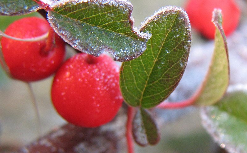 b2bcards corporate christmas eacrd ref:b2b-ecards-berries-frost-red-green-355.jpg, Berries,Frost, Red,Green