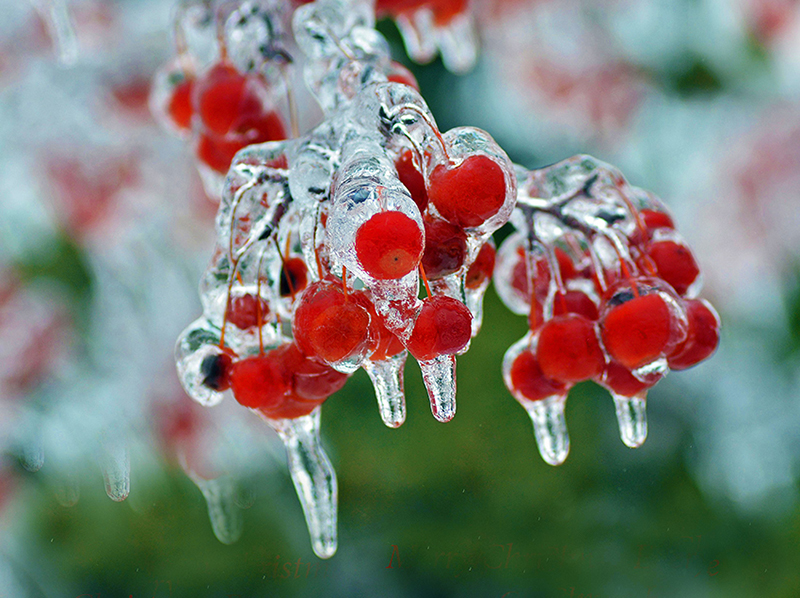 b2bcards corporate christmas eacrd ref:b2b-ecards-berries-ice-red-green-glass-643.jpg, Berries,Ice, Red,Green,Glass