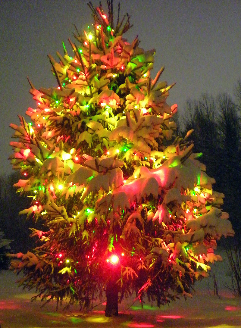 b2bcards corporate christmas eacrd ref:b2b-ecards-christmas-tree-snow-colours-560.jpg, Christmas Tree,Snow, Colours