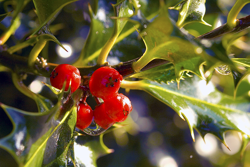 b2bcards corporate christmas eacrd ref:b2b-ecards-holly-berries-colours-360.jpg, Holly,Berries, Colours