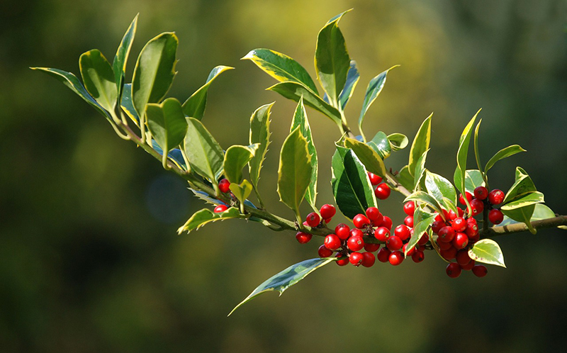 b2bcards corporate christmas eacrd ref:b2b-ecards-holly-berries-red-green-642.jpg, Holly,Berries, Red,Green