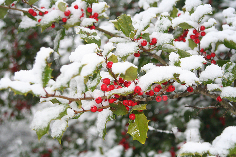 b2bcards corporate christmas eacrd ref:b2b-ecards-holly-berries-snow-red-green-459.jpg, Holly,Berries,Snow, Red,Green