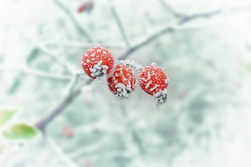 b2bcards corporate christmas eacrd ref:b2b-ecards-scenery-berries-frost-colours-865.jpg, Scenery,Berries,Frost, Colours