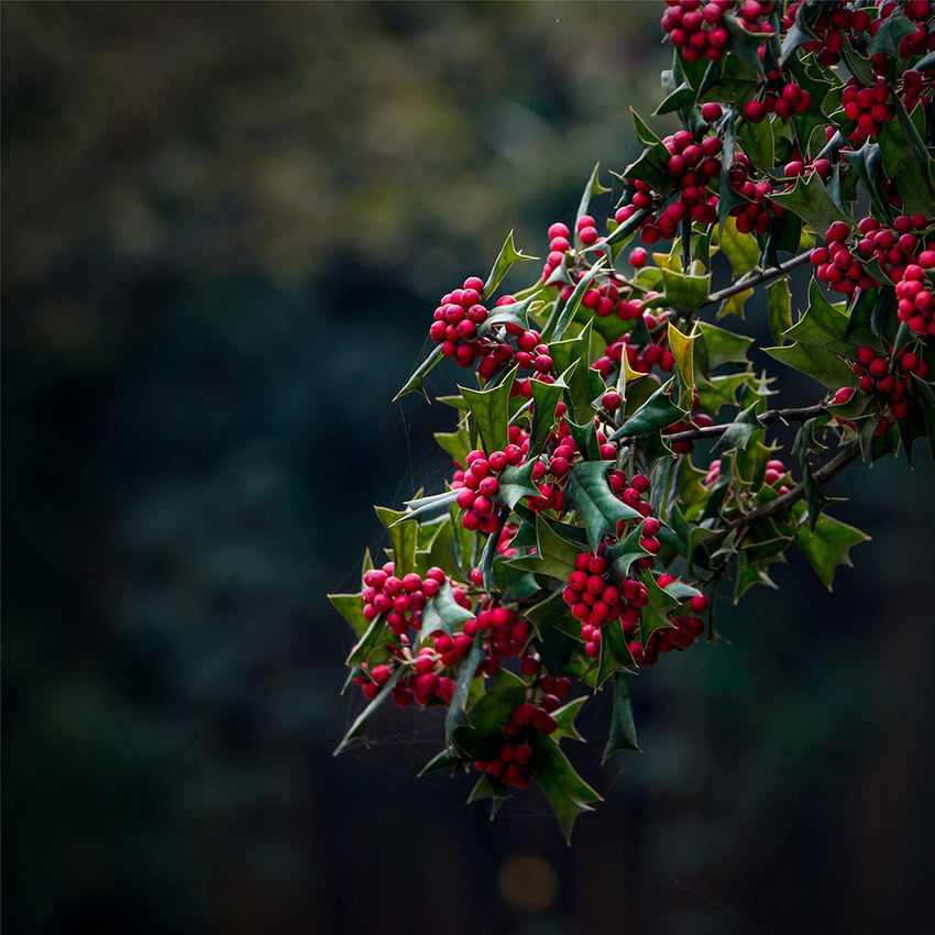 b2bcards corporate christmas eacrd ref:b2b-ecards-scenery-holly-berries-green-red-921.jpg, Scenery,Holly,Berries, Green,Red