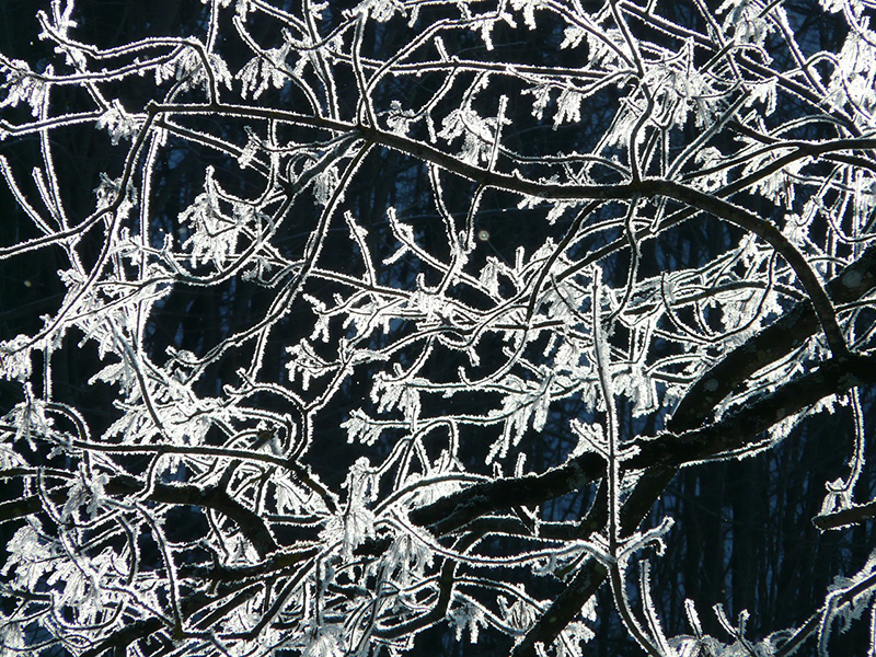 b2bcards corporate christmas eacrd ref:b2b-ecards-scenery-ice-frost-black-and-white-762.jpg, Scenery,Ice,Frost, Black and White