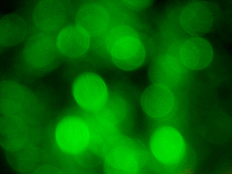 b2bcards corporate christmas eacrd ref:b2b-ecards-sparkly-green-712.jpg, Sparkly, Green